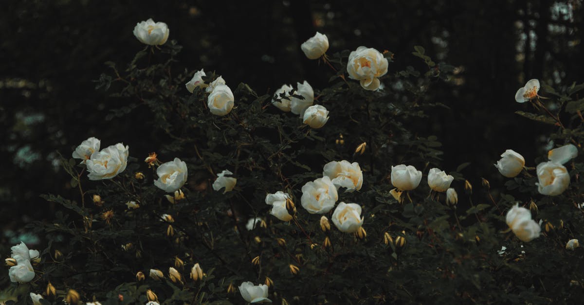 Visa Requirements for Belarus for EU citizen - Bed of White Petaled Flowers Visa Requirements for Belarus for EU citizen - Bed of White Petaled Flowers