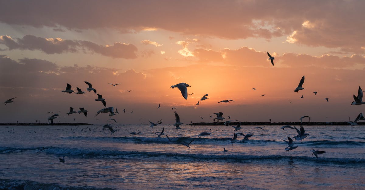 Visa requirements for leaving Israel, going to Jordan, returning to Israel again - Flock Of White Birds Photo During Sunset Visa requirements for leaving Israel, going to Jordan, returning to Israel again - Flock Of White Birds Photo During Sunset