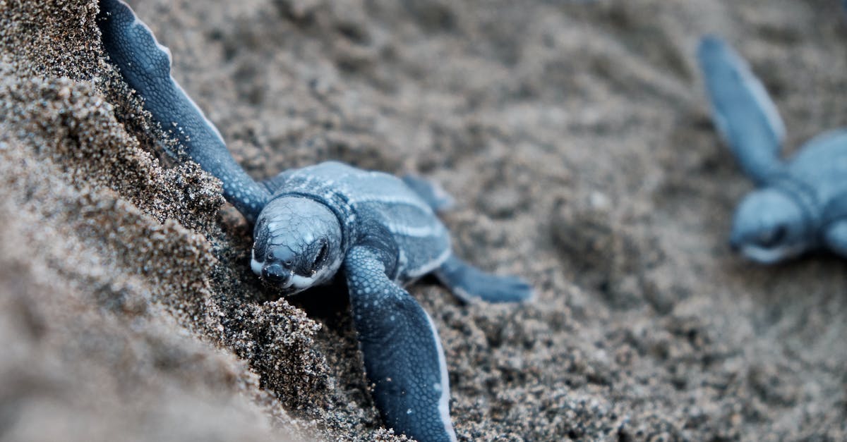 Visa to Puerto Rico - Blue Turtles on Brown Sand Visa to Puerto Rico - Blue Turtles on Brown Sand