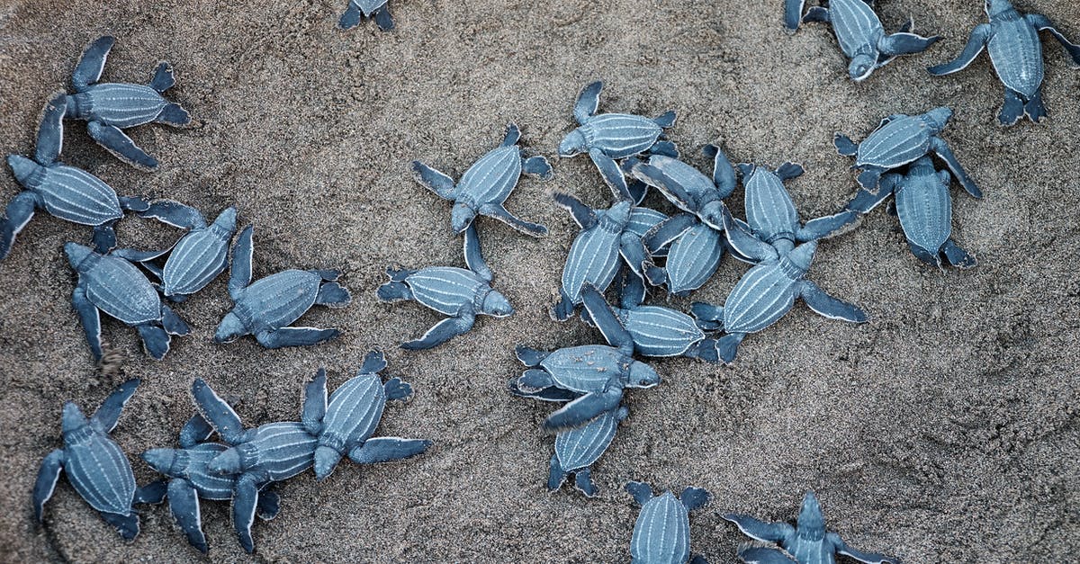 Visa to Puerto Rico - A Group Of Blue Sea Turtles Visa to Puerto Rico - A Group Of Blue Sea Turtles