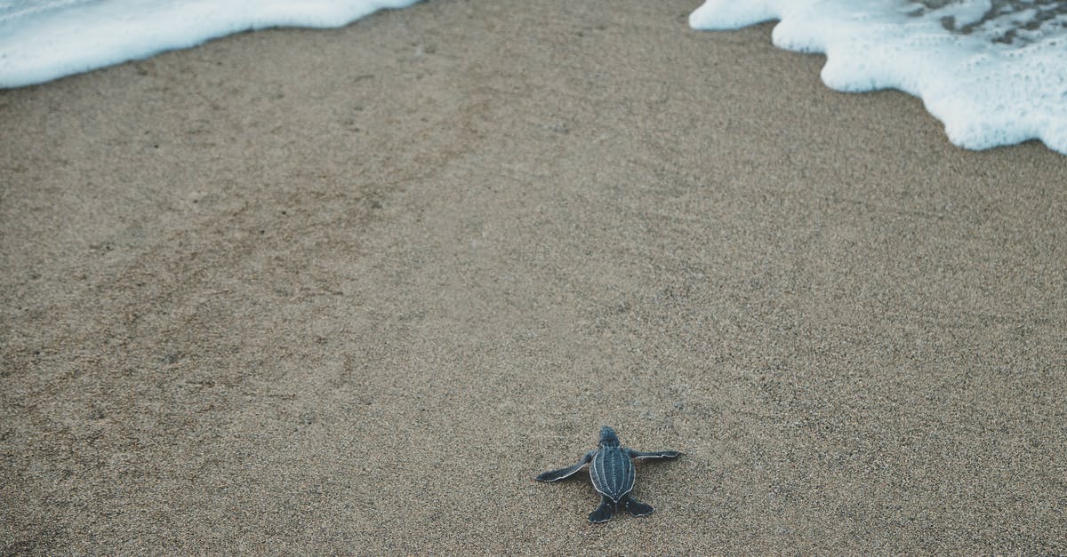 Visa to Puerto Rico - Black and Gray Sea Turtle on Brown Sand Visa to Puerto Rico - Black and Gray Sea Turtle on Brown Sand