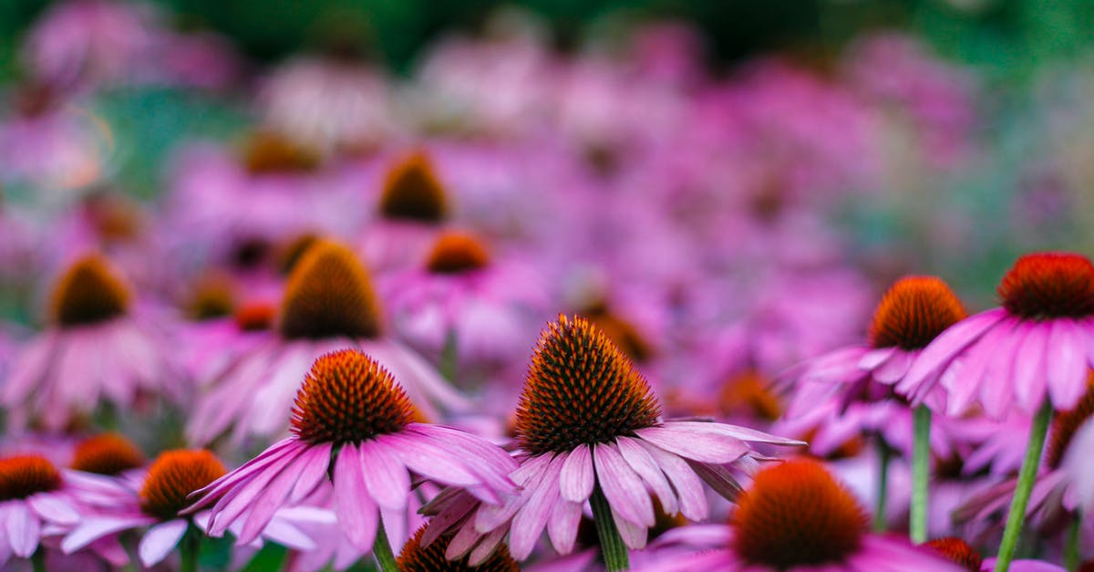 Visiting Belgium with Schengen visa for 3 years issued by the German consulate [duplicate] - Selective Focus Photo Of Purple Petaled Flowers