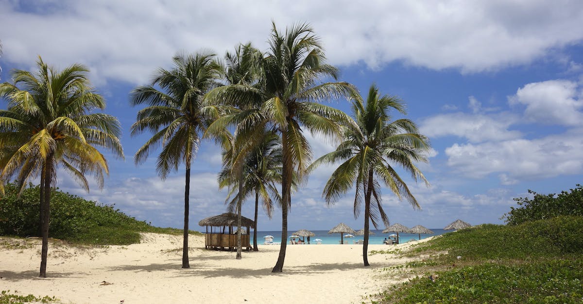 Visiting islands around Cuba - Palm Trees on Beach Visiting islands around Cuba - Palm Trees on Beach