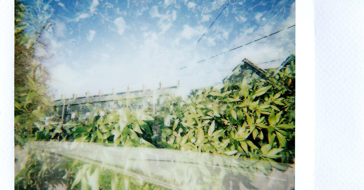 Was my passport damaged by exposure to heat? - Green Plants Under Blue Sky Was my passport damaged by exposure to heat? - Green Plants Under Blue Sky