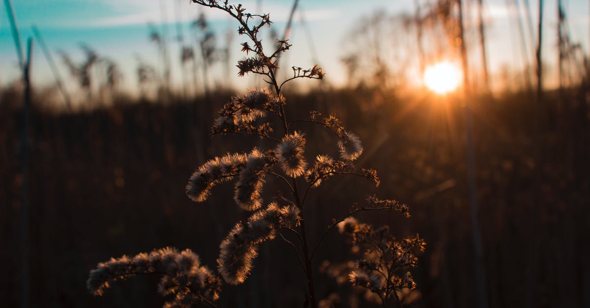 Weather in Australia (Melbourne) summer, winter? - Shallow Focus Photography of Brown Flower