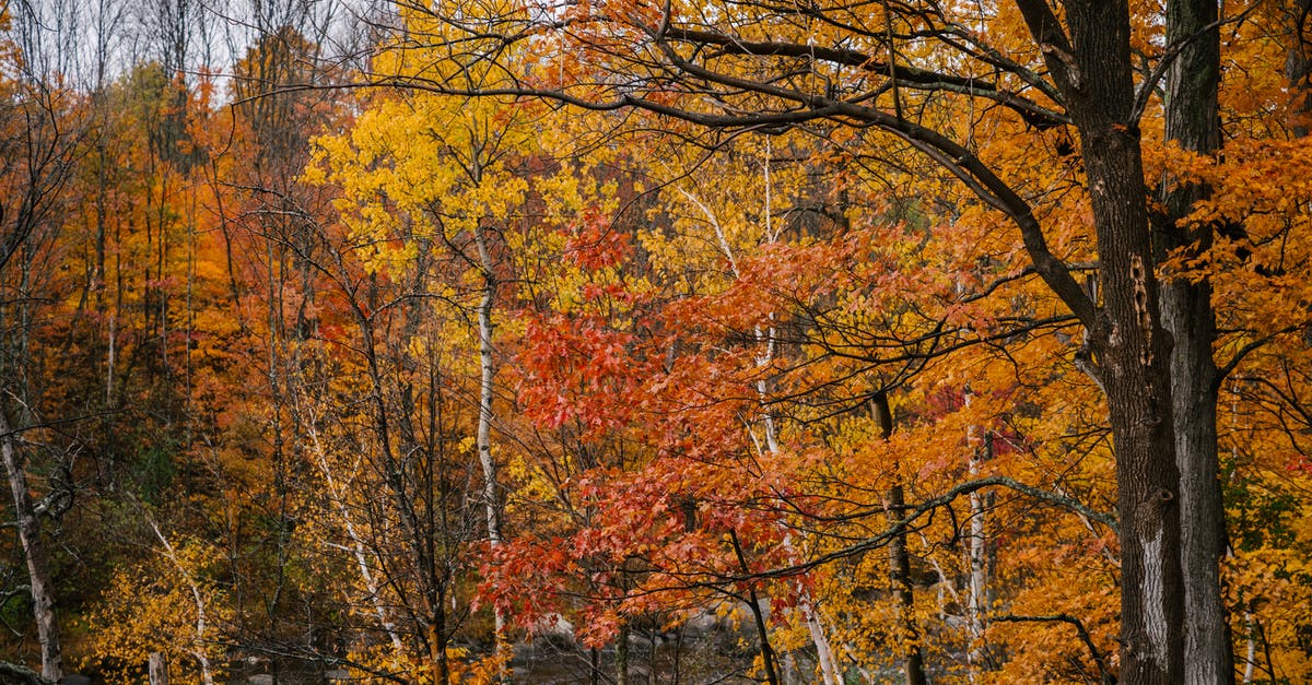Weather in Transylvania, Romania in October - Tall trees with bright multicolored foliage Weather in Transylvania, Romania in October - Tall trees with bright multicolored foliage