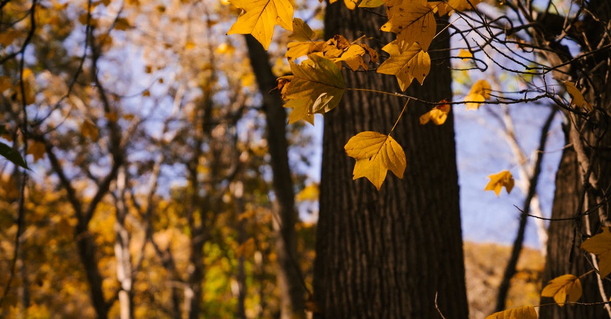 Weather in Transylvania, Romania in October - Picturesque view of tree branches with yellow leaves in forest in autumn in soft daylight Weather in Transylvania, Romania in October - Picturesque view of tree branches with yellow leaves in forest in autumn in soft daylight