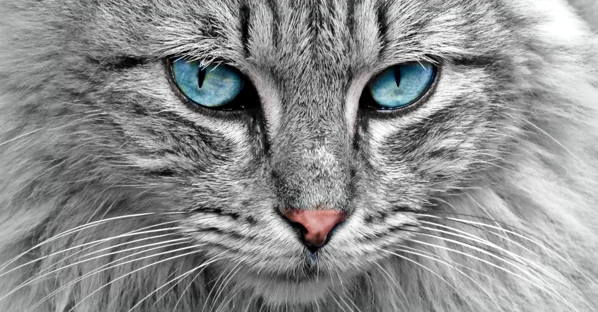 What's included in Frecciabianca 1st class? - Gray Cat What's included in Frecciabianca 1st class? - Gray Cat