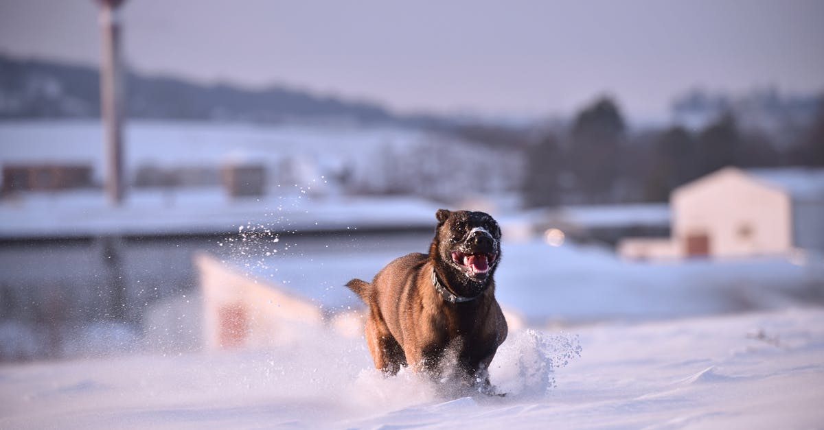 What's the best way to take a cold shower? - Belgian Malinois Running on Snow What's the best way to take a cold shower? - Belgian Malinois Running on Snow