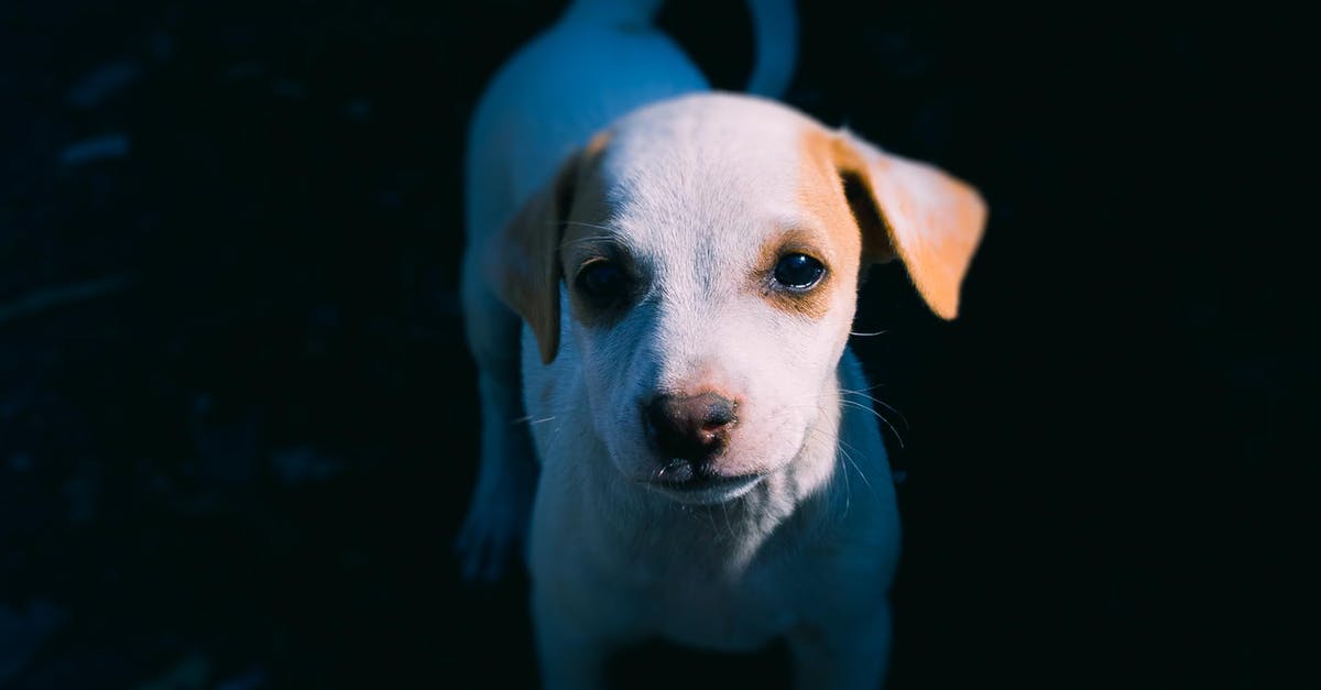 What's the point in placing small barcode stickers on one's check-in bags? - Photo of White Puppy