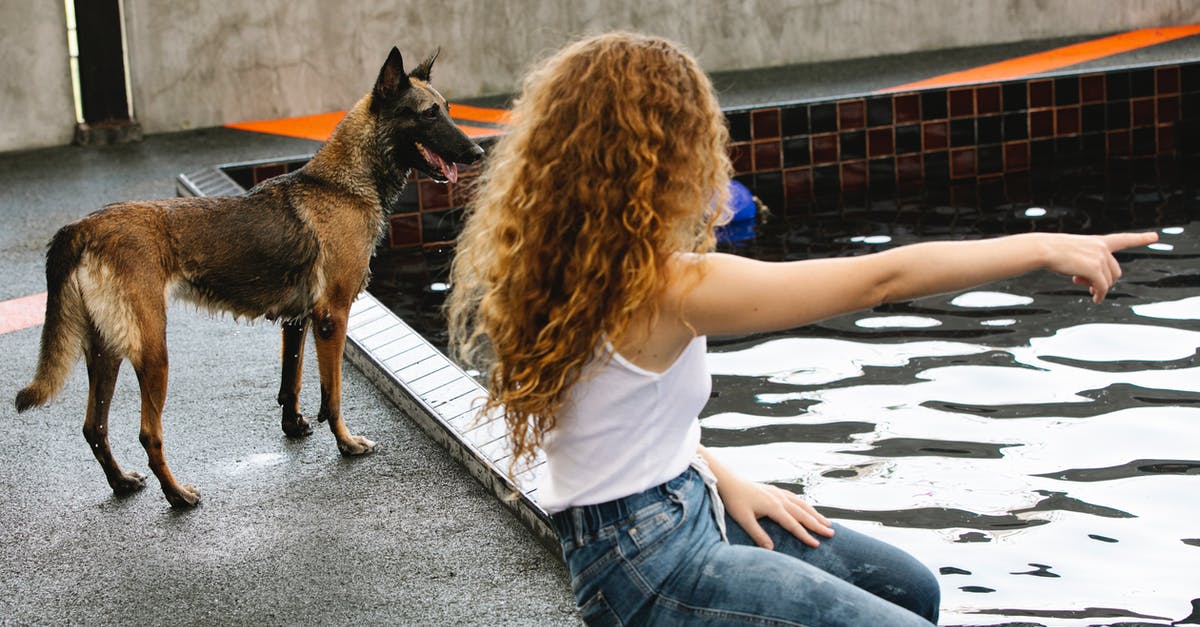 What's the point of government officials checking IDs on domestic flights? [duplicate] - Side view of anonymous woman with curly hair pointing with finger at pool against attentive dog outdoors