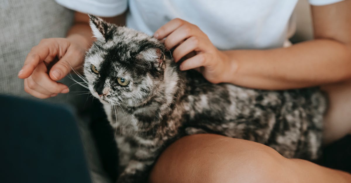 What's the point of government officials checking IDs on domestic flights? [duplicate] - Cat sitting on knees of anonymous owner