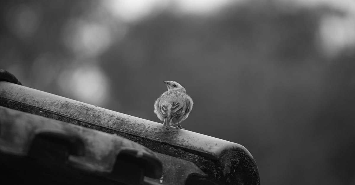 What's the worst that can happen when attempting to fly with double-edged razors? - Soft focus of small bird single bird sitting on edge of roof with blurred background What's the worst that can happen when attempting to fly with double-edged razors? - Soft focus of small bird single bird sitting on edge of roof with blurred background