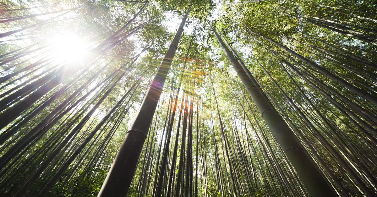 What's up with low visibility in Thailand? - Sunlight over Brown Bamboo Trees What's up with low visibility in Thailand? - Sunlight over Brown Bamboo Trees