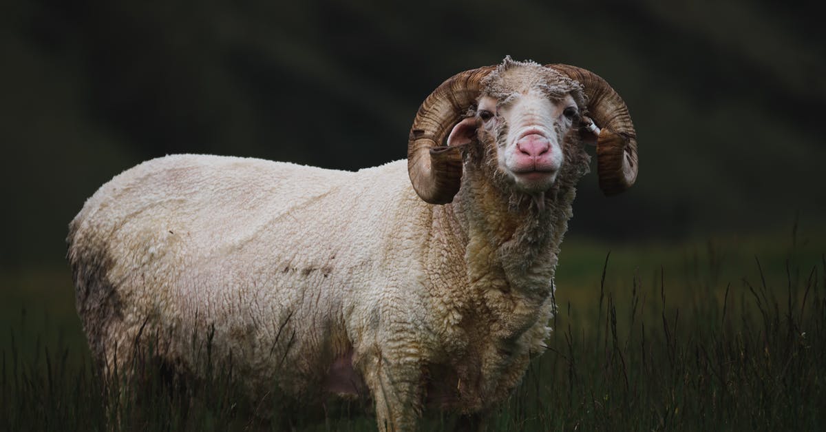 What are 'Icebreaker' and merino wool clothes and where can you get them? [closed] - White and Brown Sheep