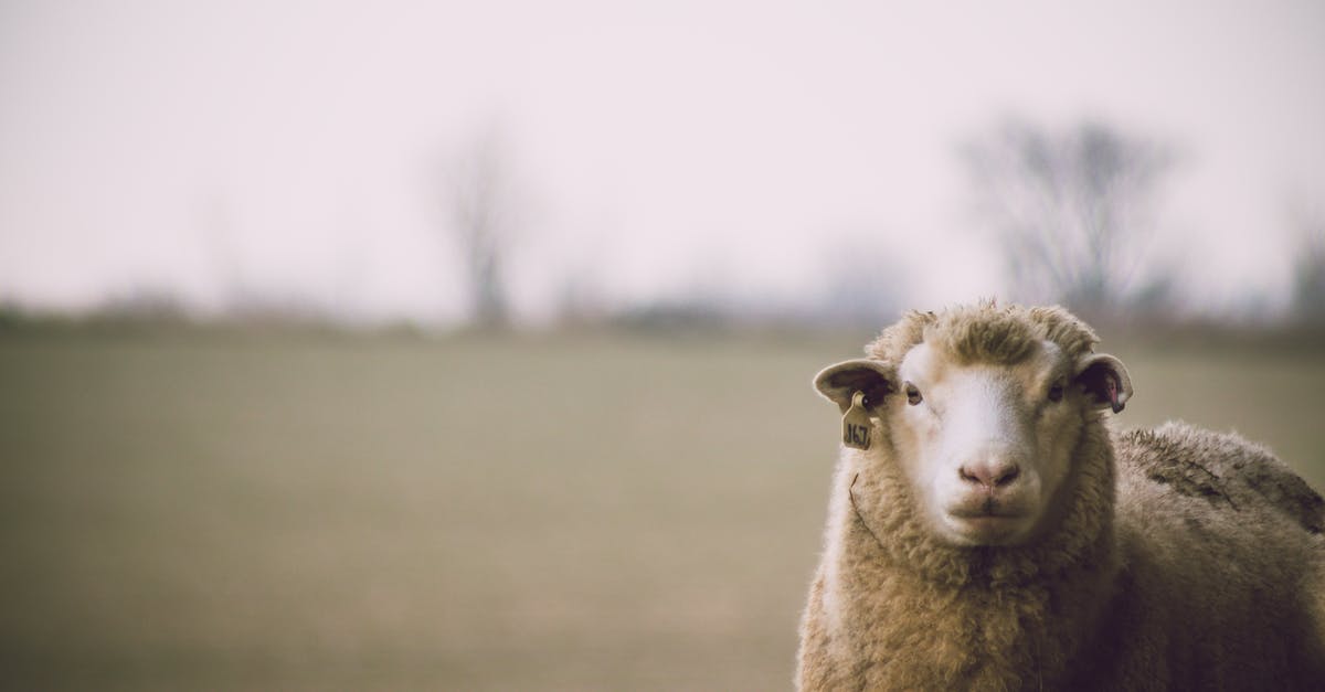 What are 'Icebreaker' and merino wool clothes and where can you get them? [closed] - Shallow Focus Photography of Sheep