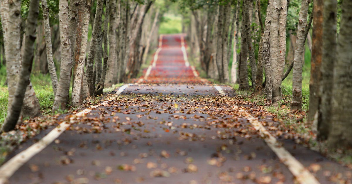 What are good options for long term parking at O'Hare Airport? - Empty Road Between Trees What are good options for long term parking at O'Hare Airport? - Empty Road Between Trees