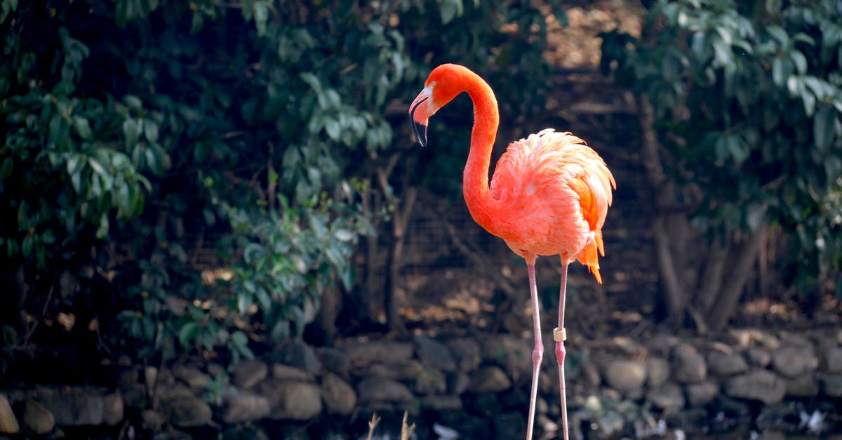 What are good options for long term parking at O'Hare Airport? - Orange Flamingo What are good options for long term parking at O'Hare Airport? - Orange Flamingo