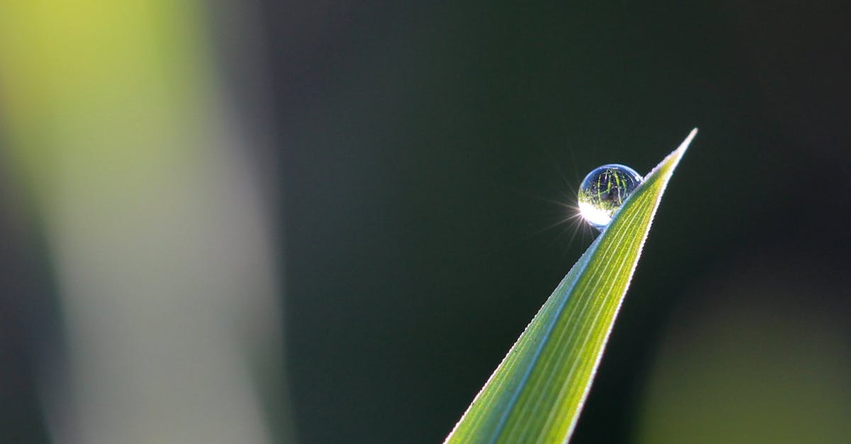 What are possible reasons for baggage self drop not being available? [closed] - Selective Focus Photography of Leaves With Water Drop