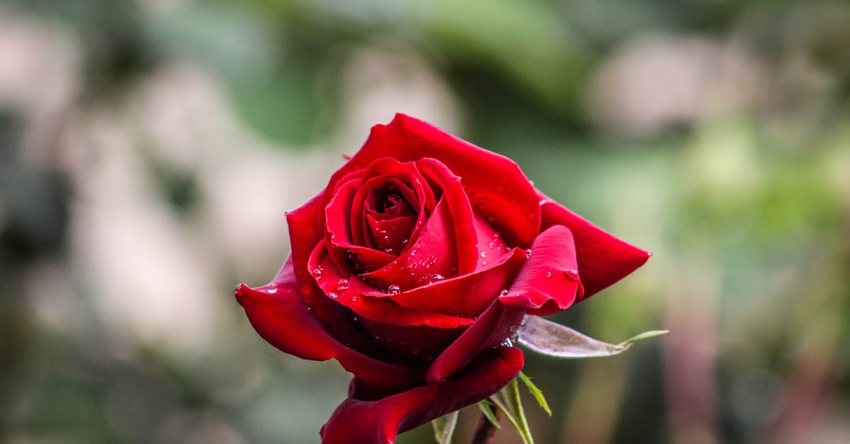 What are some nice places to visit and some exciting things to do in Cyprus? [closed] - Bokeh Photography of Red Rose