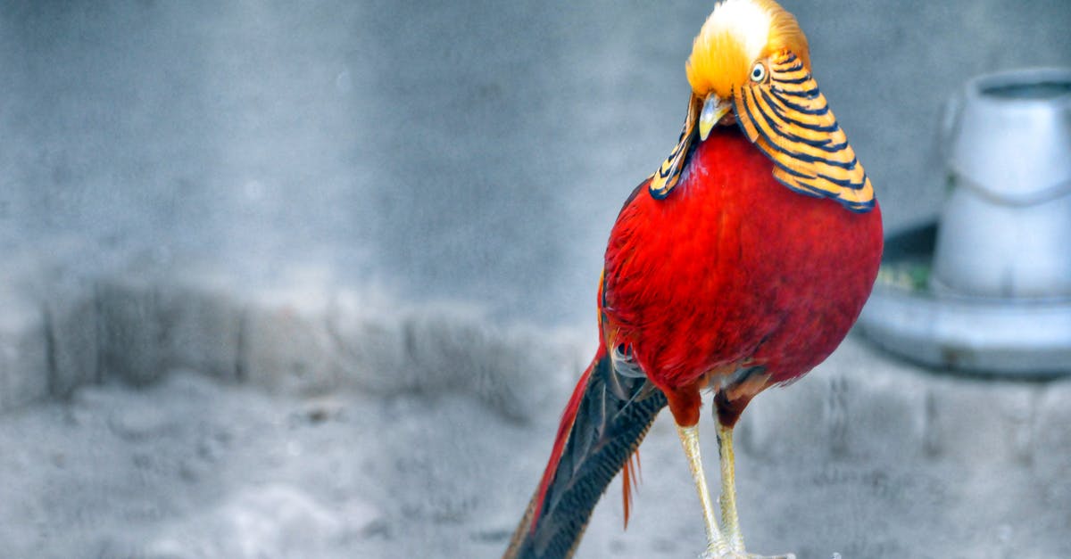 What are the best days to travel around Thanksgiving (US)? - Red and Brown Bird Standing on Grey Wood Stump What are the best days to travel around Thanksgiving (US)? - Red and Brown Bird Standing on Grey Wood Stump