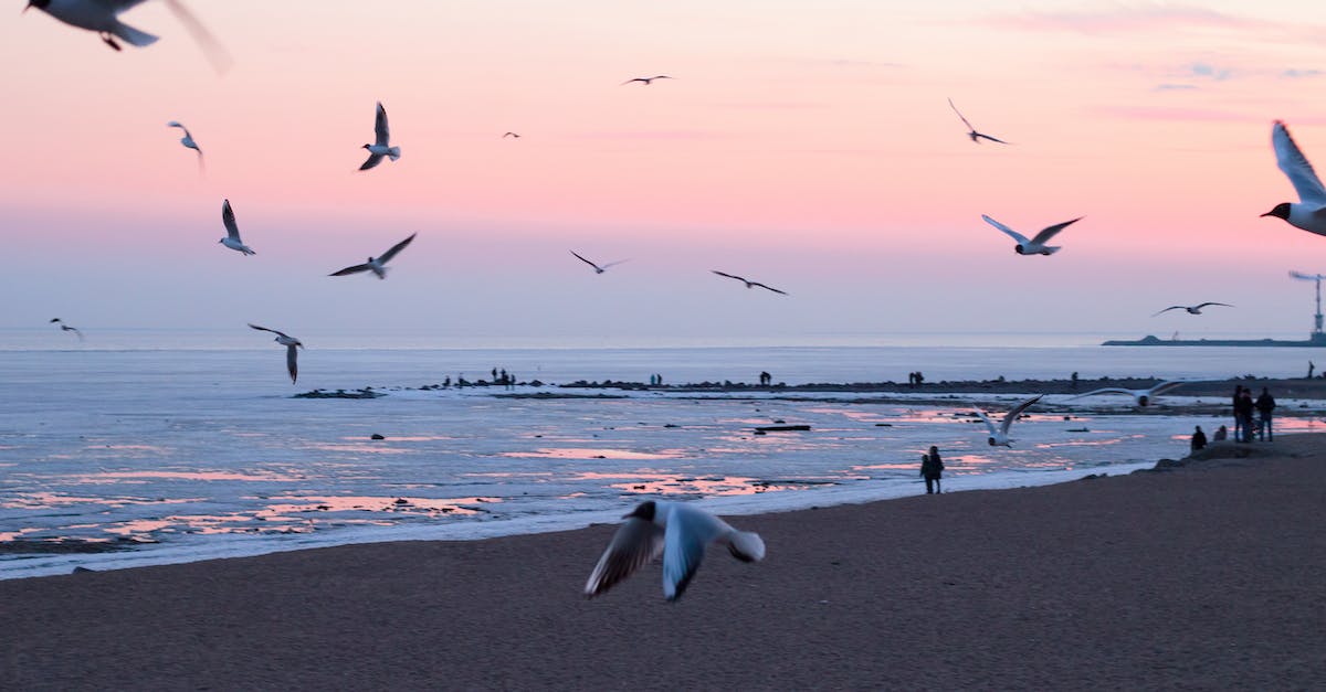 What are the best ways to prevent and/or relieve sand fly bites? - Photo of Flying Birds On Beachside What are the best ways to prevent and/or relieve sand fly bites? - Photo of Flying Birds On Beachside
