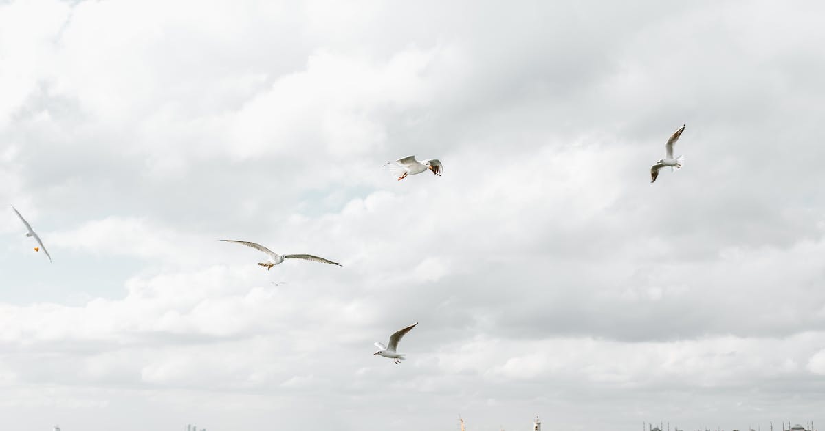 What are the border procedures like when flying Istanbul-Hopa? - Birds Flying over the Sea What are the border procedures like when flying Istanbul-Hopa? - Birds Flying over the Sea