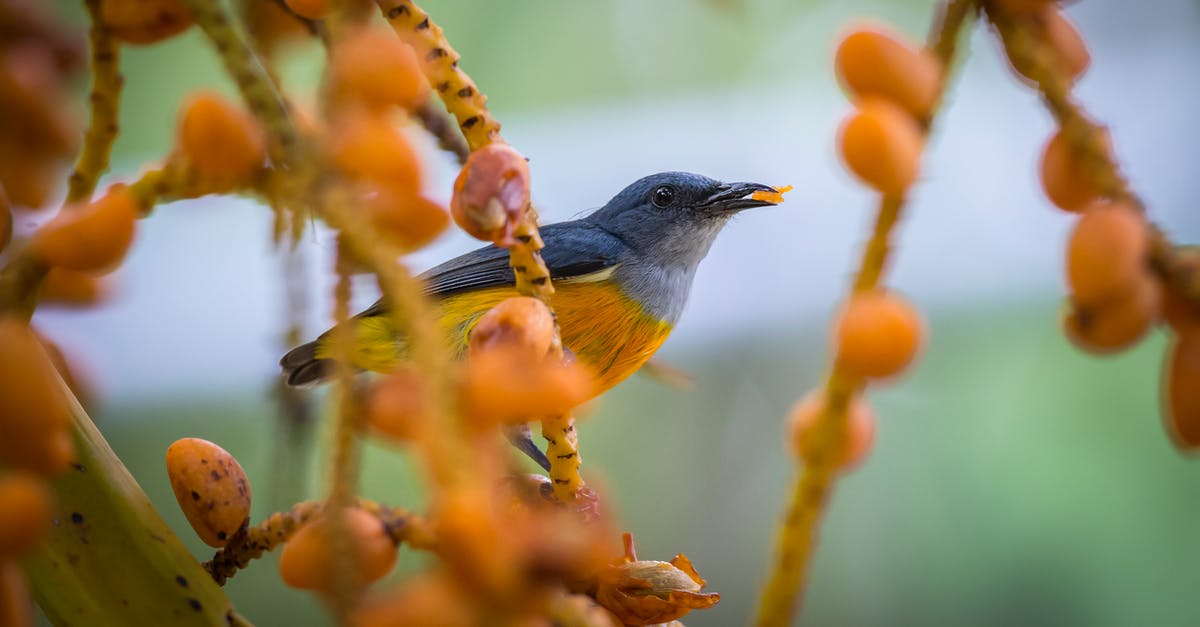 What are the borders of the Ti Tree Fruit Fly Exclusion zone in Australia's Northern Territory? - Blue and Yellow Bird Perched on Brown Tree Branch