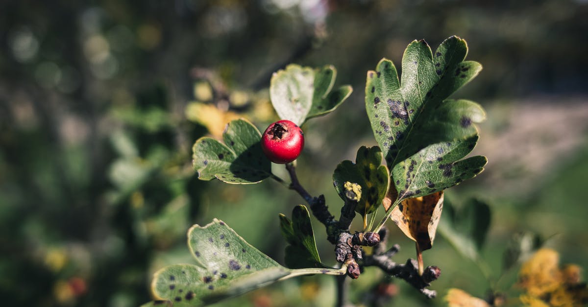 What are the borders of the Ti Tree Fruit Fly Exclusion zone in Australia's Northern Territory? - Red Fruit and Green Leaves 