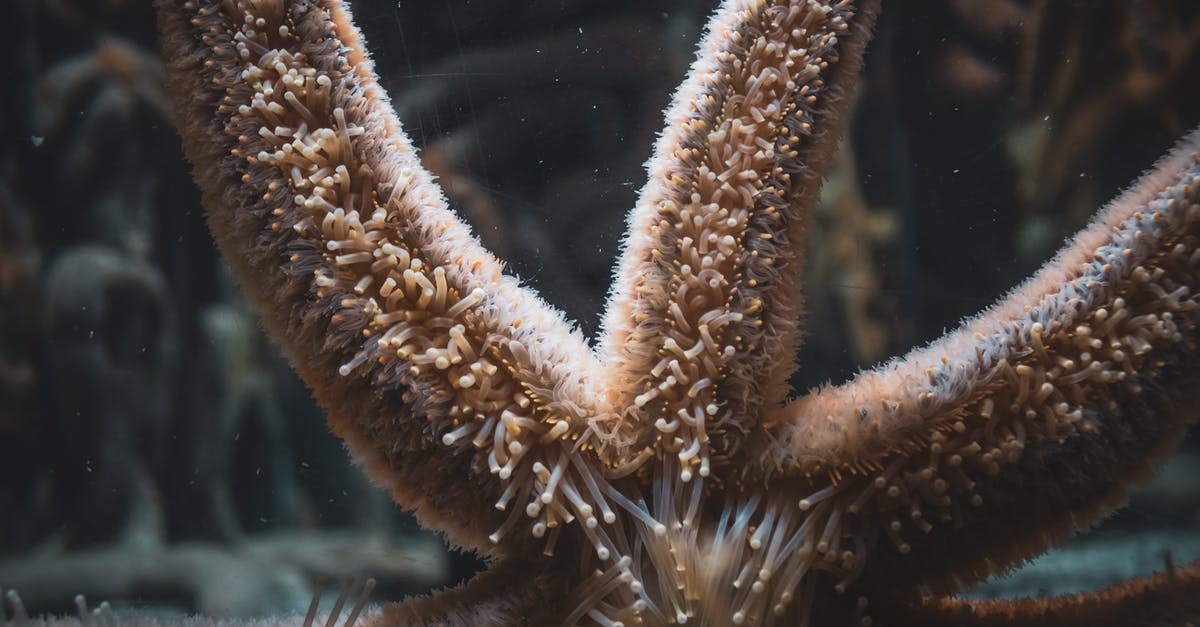 What are the most common Greek-made cigarettes? - Starfish with soft papulas on arms What are the most common Greek-made cigarettes? - Starfish with soft papulas on arms