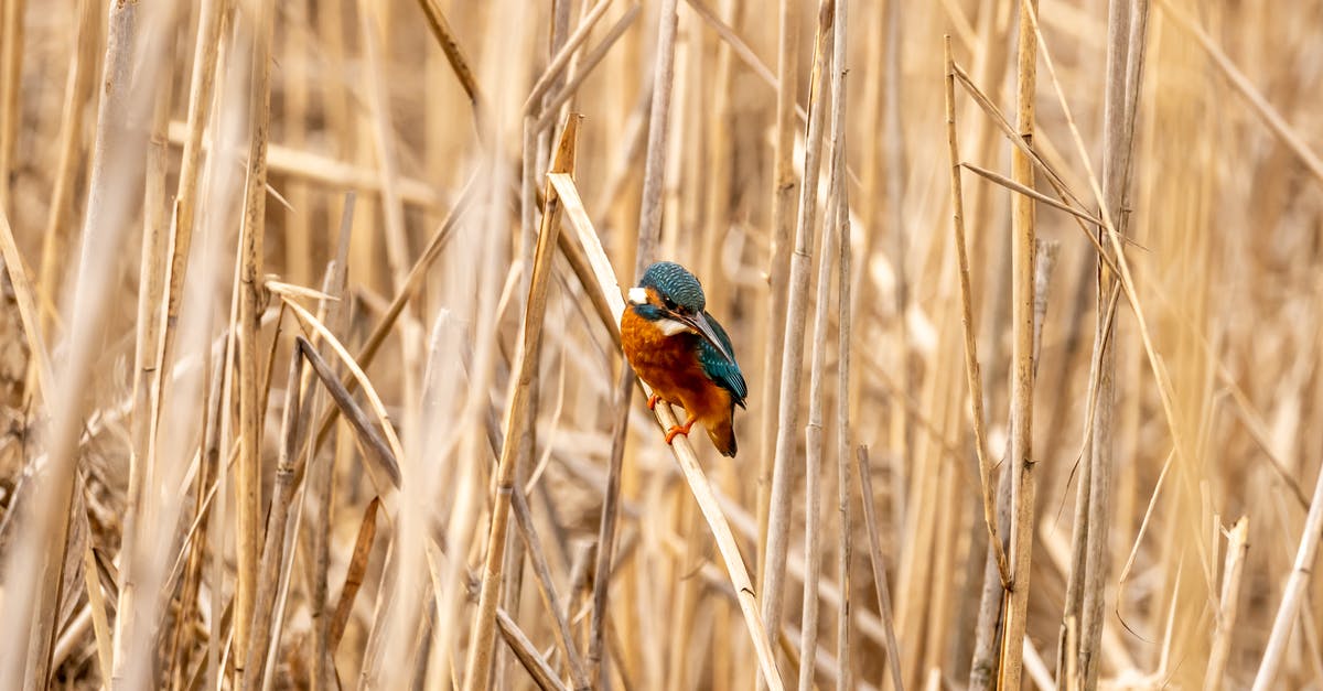 What are the most common Greek-made cigarettes? - Bird Perched on Dry Reed Field What are the most common Greek-made cigarettes? - Bird Perched on Dry Reed Field