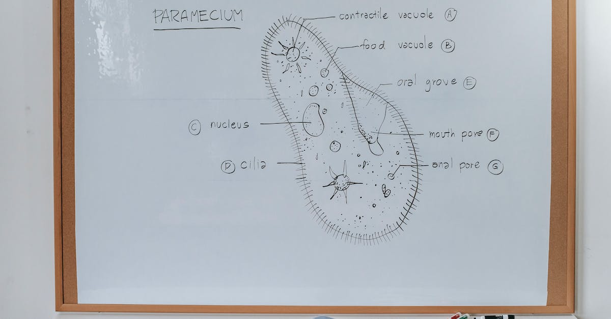 What are the polite ways to draw attention of a waiter around the world? - Structure of Infusoria organism drawn on whiteboard with markers in classroom of school What are the polite ways to draw attention of a waiter around the world? - Structure of Infusoria organism drawn on whiteboard with markers in classroom of school