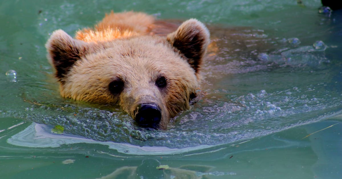 What are the risks associated with swimming in the Mekong River? - Grizzly Bear Swimming in Water What are the risks associated with swimming in the Mekong River? - Grizzly Bear Swimming in Water