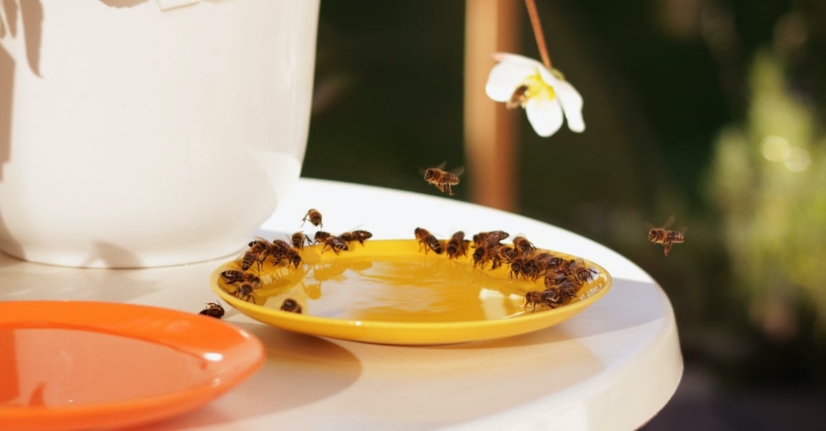 What are the risks of drinking tap water in Vietnam? - White Ceramic Round Plate With Brown and Black Food on It What are the risks of drinking tap water in Vietnam? - White Ceramic Round Plate With Brown and Black Food on It