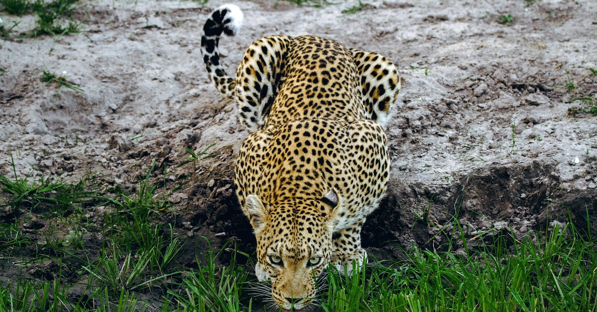 What are the risks of drinking tap water in Vietnam? - Leopard Lying on Ground What are the risks of drinking tap water in Vietnam? - Leopard Lying on Ground