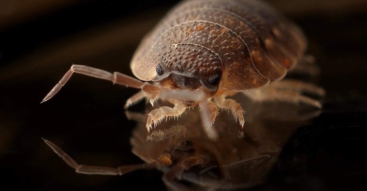 What are the signs of a bed bug infestation? - Brown 8 Legged Insect on Black Surface What are the signs of a bed bug infestation? - Brown 8 Legged Insect on Black Surface