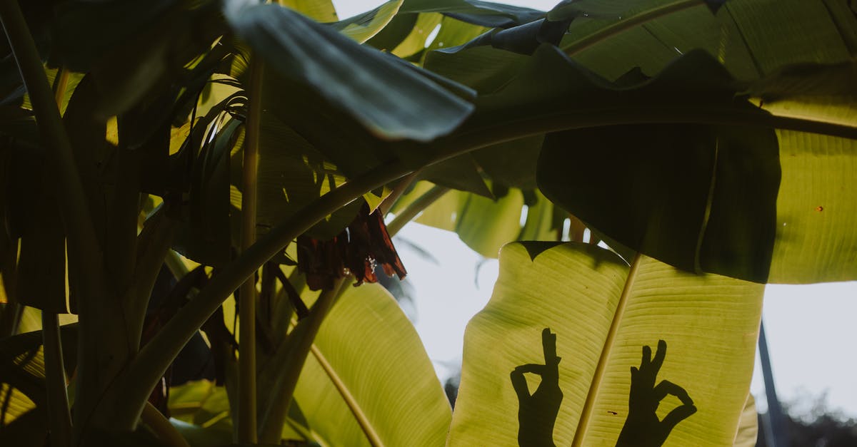 What documents are required for a Thai citizen to travel from Thailand to Indonesia? [closed] - Red and Black Bird on Green Banana Tree