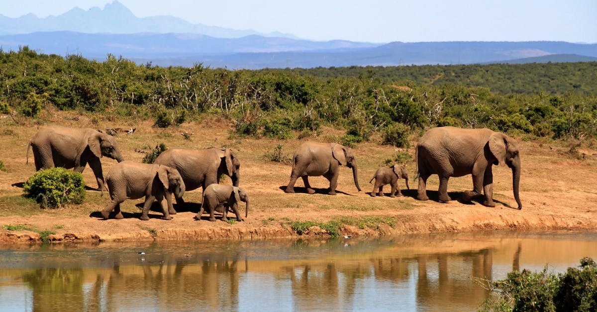 What documents do I need to obtain South African visa? - 7 Elephants Walking Beside Body of Water during Daytime What documents do I need to obtain South African visa? - 7 Elephants Walking Beside Body of Water during Daytime
