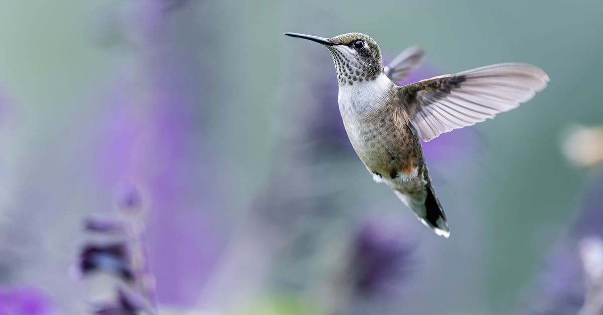 What does it mean when a flight is delayed due to a "tail swap", if anything? - Tiny hummingbird with long beak and spread wings flying over purple blooming plants in nature on blurred background in forest What does it mean when a flight is delayed due to a "tail swap", if anything? - Tiny hummingbird with long beak and spread wings flying over purple blooming plants in nature on blurred background in forest
