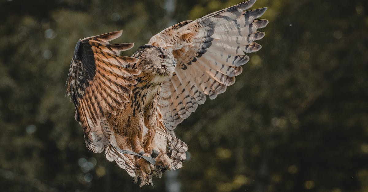 What does it mean when a flight is delayed due to a "tail swap", if anything? - Owl bird with brown feathers spreading wings while flying on blurred background of green trees What does it mean when a flight is delayed due to a "tail swap", if anything? - Owl bird with brown feathers spreading wings while flying on blurred background of green trees