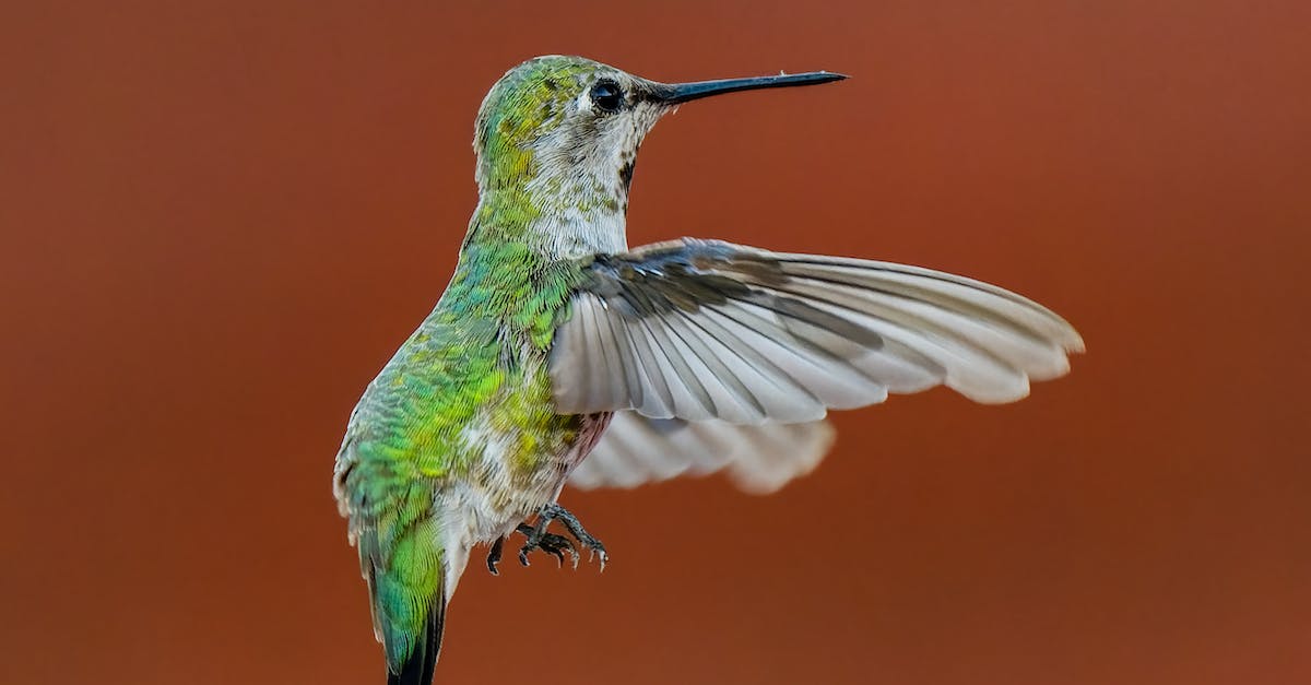 What does it mean when a flight is delayed due to a "tail swap", if anything? - A Green and White Humming Bird on Flight What does it mean when a flight is delayed due to a "tail swap", if anything? - A Green and White Humming Bird on Flight
