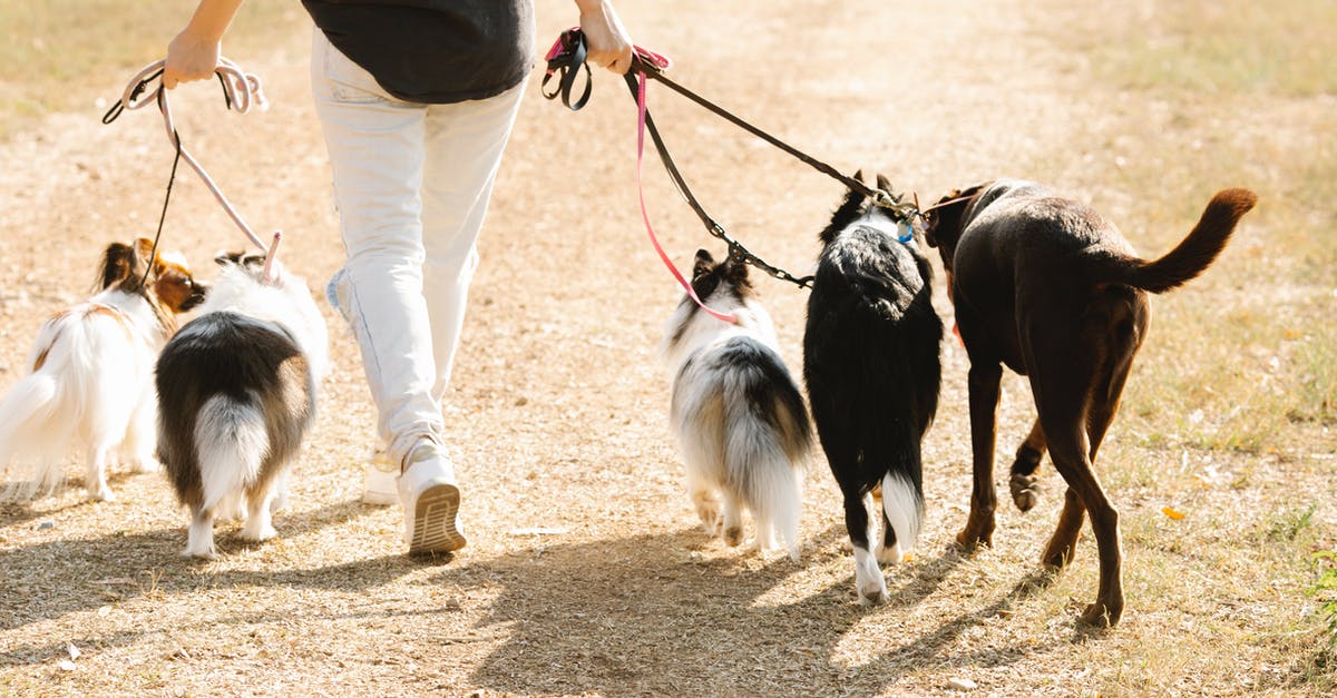 What does "Drive Friendly -- The Texas Way" mean? - Faceless woman walking with dogs on path What does "Drive Friendly -- The Texas Way" mean? - Faceless woman walking with dogs on path