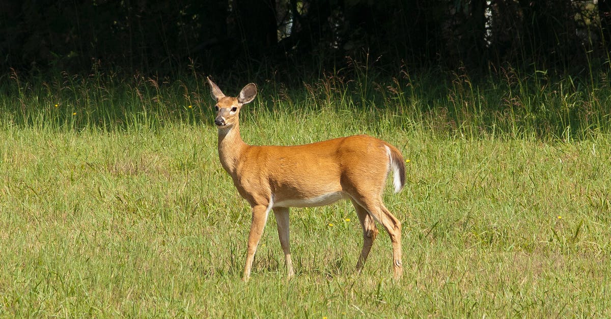 What does YCWCYODFTRFDTY mean? - Brown Deer What does YCWCYODFTRFDTY mean? - Brown Deer