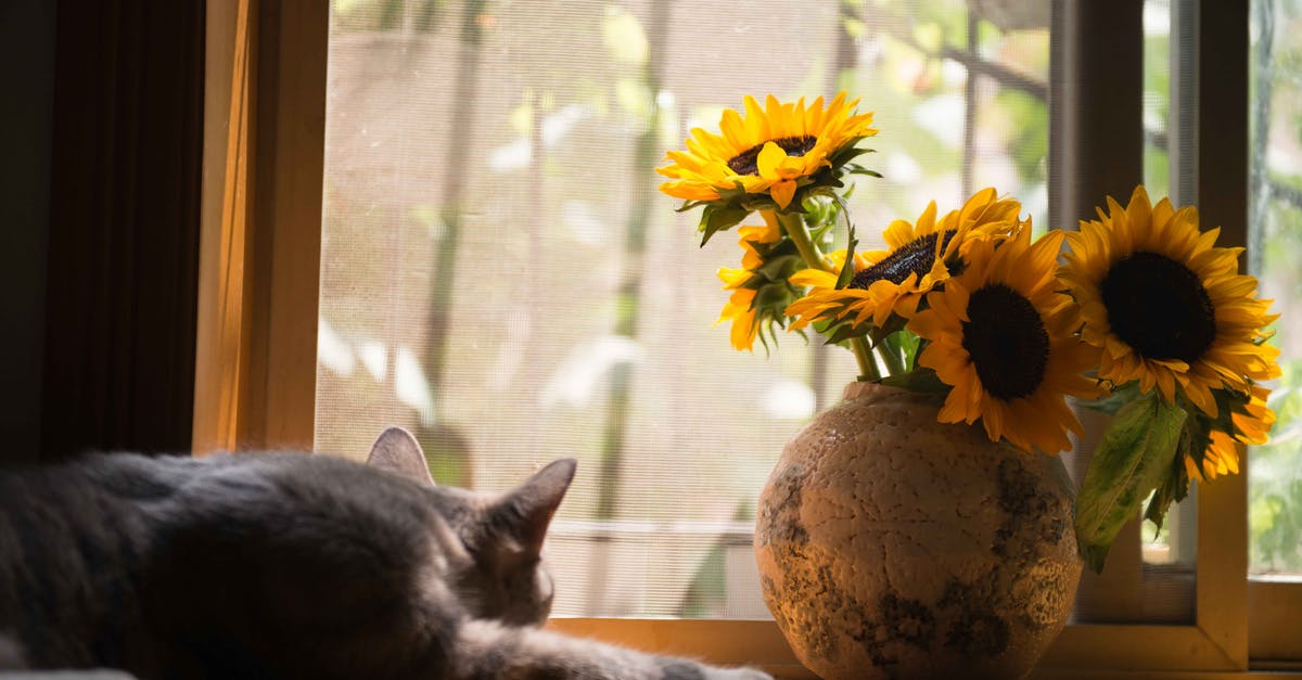What exactly are sleeping stalls versus waiting-rooms, for airport layovers? - Gray Cat Near Gray Vase With Sunflower What exactly are sleeping stalls versus waiting-rooms, for airport layovers? - Gray Cat Near Gray Vase With Sunflower