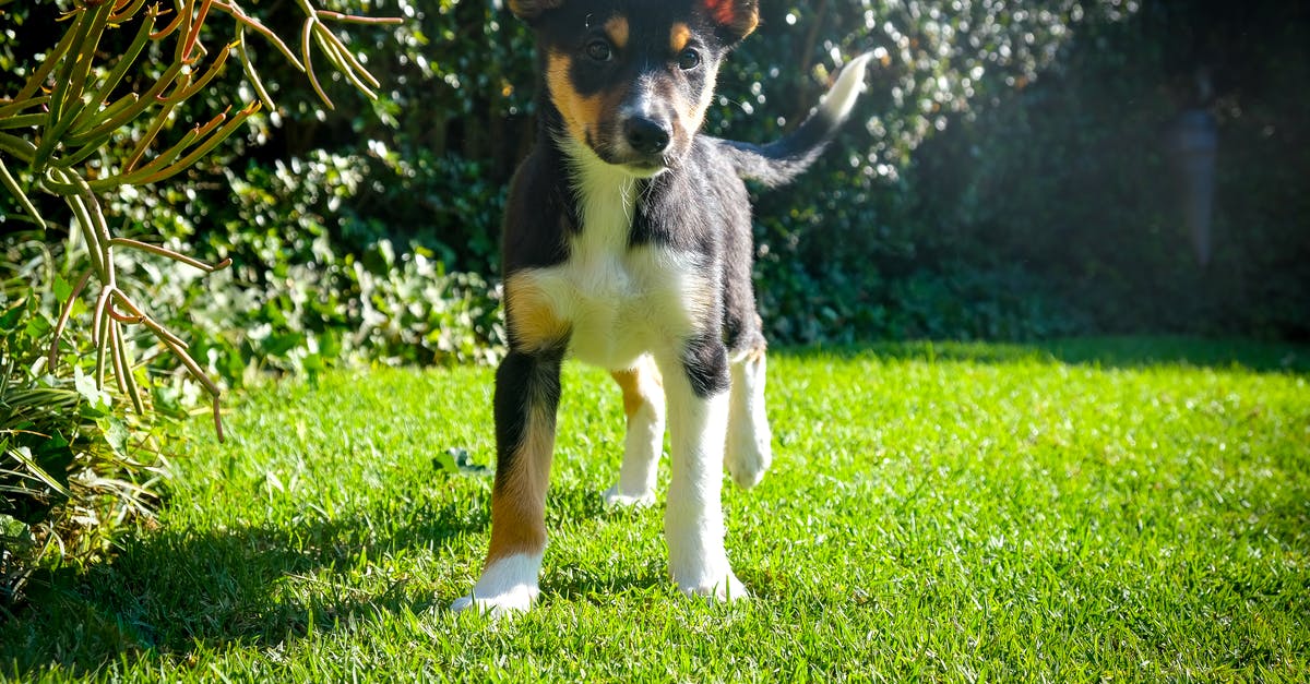 What happens if a Filipino/Australian overstays in the Philippines? - Free stock photo of animal, border collie, canine What happens if a Filipino/Australian overstays in the Philippines? - Free stock photo of animal, border collie, canine