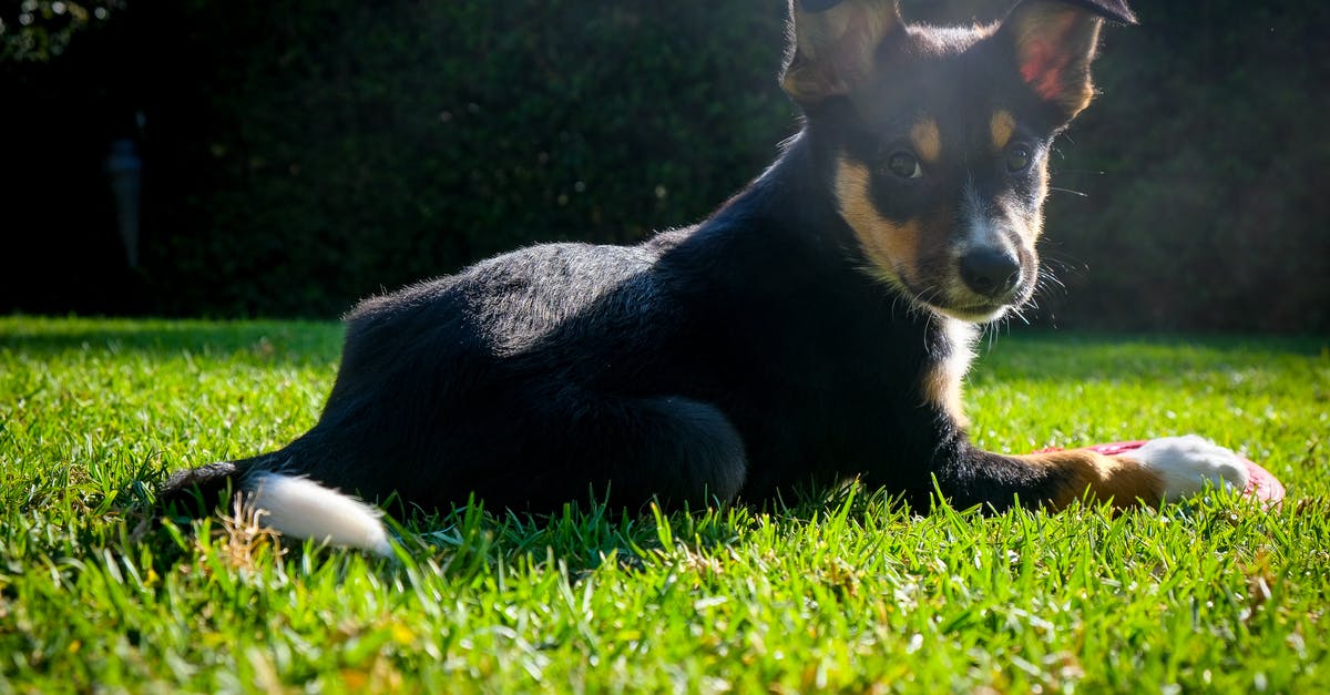 What happens if a Filipino/Australian overstays in the Philippines? - Close-Up Shot of an Australian Kelpie Lying Down on the Grass What happens if a Filipino/Australian overstays in the Philippines? - Close-Up Shot of an Australian Kelpie Lying Down on the Grass