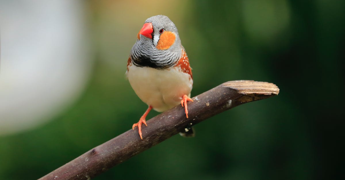 What happens if a Filipino/Australian overstays in the Philippines? - White Orange and Black Bird on Brown Tree Branch What happens if a Filipino/Australian overstays in the Philippines? - White Orange and Black Bird on Brown Tree Branch