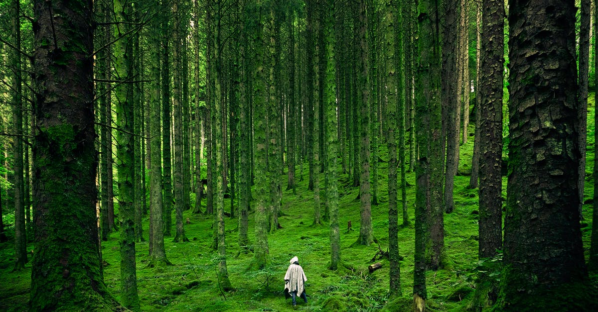 What hiking or other outdoor options can I do in Sanya in December? - Person Walking Between Green Forest Trees What hiking or other outdoor options can I do in Sanya in December? - Person Walking Between Green Forest Trees
