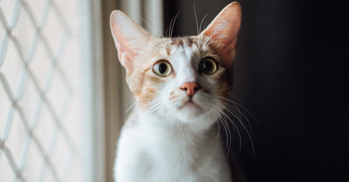What if one has a cat on flight and I am allergic to cats? - Portrait of cat What if one has a cat on flight and I am allergic to cats? - Portrait of cat