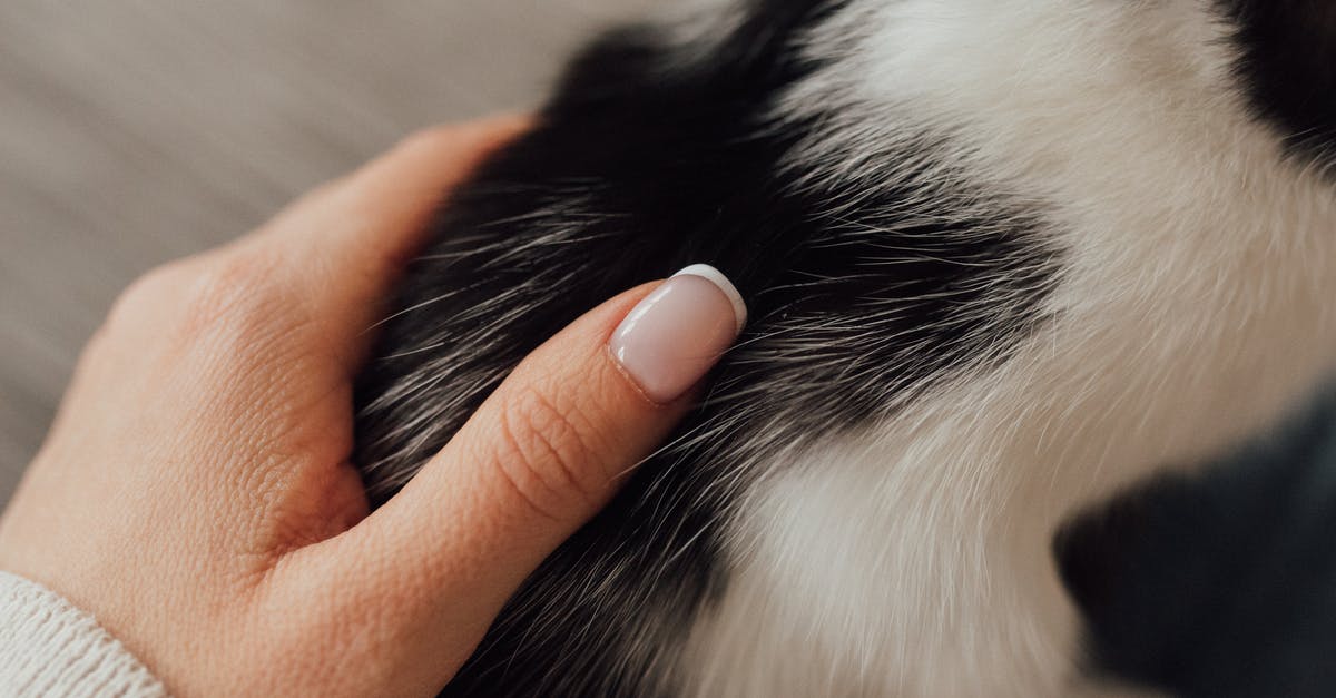 What if one has a cat on flight and I am allergic to cats? - Person Holding White and Black Cat What if one has a cat on flight and I am allergic to cats? - Person Holding White and Black Cat